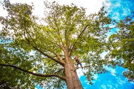 Best Tree Trimming and Pruning  in USA